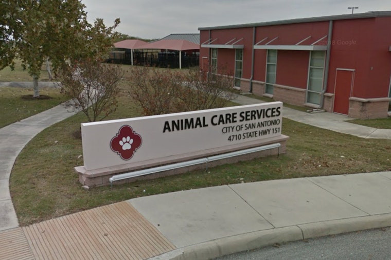San Antonio Authorities Alert Public as Skunk Tests Positive for Rabies Amid Rising Animal Cases