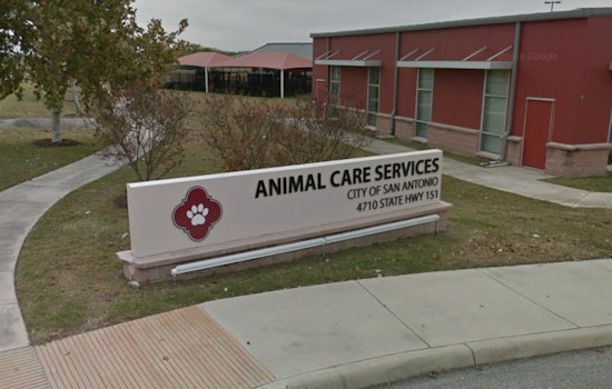 San Antonio Authorities Alert Public as Skunk Tests Positive for Rabies Amid Rising Animal Cases
