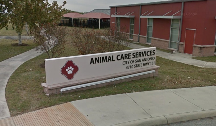 San Antonio Authorities Alert Public as Skunk Tests Positive for Rabies Amid Rising Animal Cases