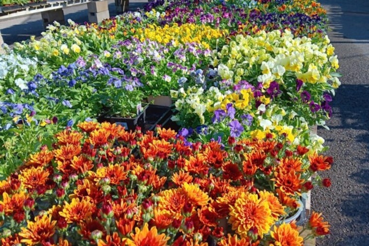 San Diego County's Agriculture Valued at $1.67 Billion with Robust Growth in Vegetable Sector