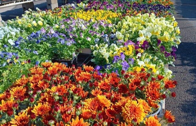 San Diego County's Agriculture Valued at $1.67 Billion with Robust Growth in Vegetable Sector