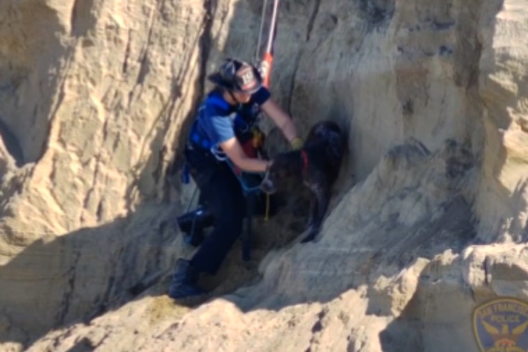 San Francisco Firefighters Perform Cliffside Rescue of Dog at Fort Funston