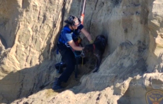 San Francisco Firefighters Perform Cliffside Rescue of Dog at Fort Funston