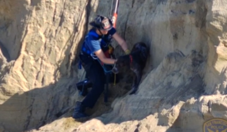 San Francisco Firefighters Perform Cliffside Rescue of Dog at Fort Funston