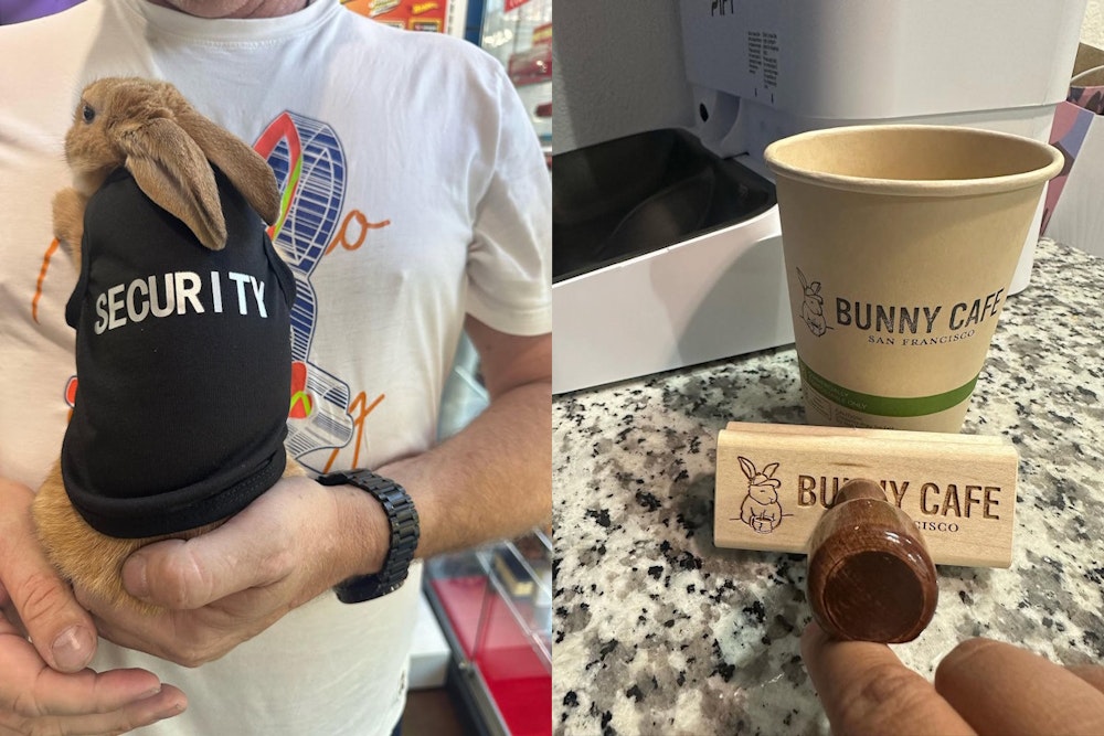 San Francisco's First Bunny Cafe Launch Date Approaches; Concept Sparks Animal Welfare Debate Before It Even Opens