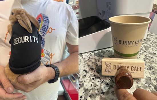 San Francisco's First Bunny Cafe Launch Date Approaches; Concept Sparks Animal Welfare Debate Before It Even Opens