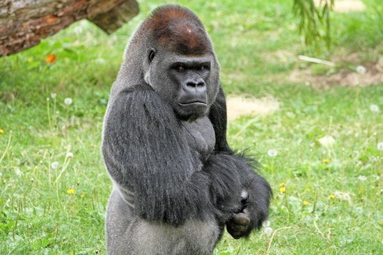 San Francisco Zoo Bets Big on New Gorilla After Year of Deaths and Scandal