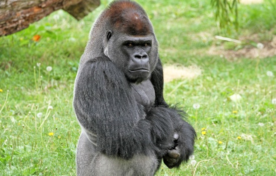 San Francisco Zoo Bets Big on New Gorilla After Year of Deaths and Scandal