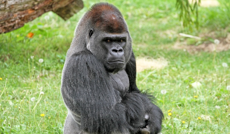 San Francisco Zoo Bets Big on New Gorilla After Year of Deaths and Scandal