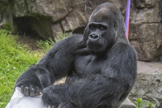 San Francisco Zoo Mourns Loss of Beloved Silverback Gorilla, Oscar Jonesy, After Medical Procedure