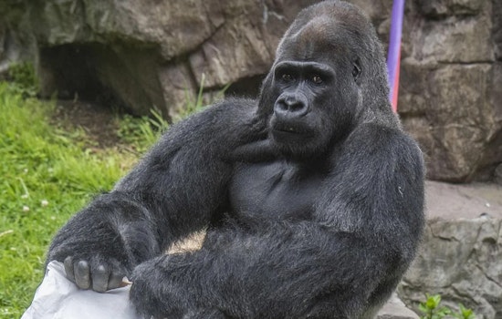 San Francisco Zoo Mourns Loss of Beloved Silverback Gorilla, Oscar Jonesy, After Medical Procedure