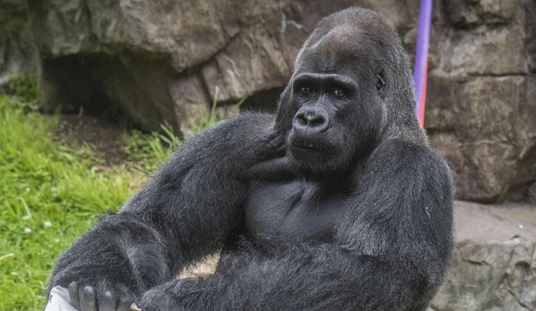 San Francisco Zoo Mourns Loss of Beloved Silverback Gorilla, Oscar Jonesy, After Medical Procedure