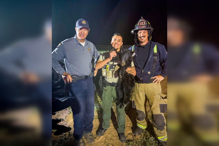 San Tan Valley Breathes Sigh of Relief as 'Ted' the Bear Cub Safely Rescued from Palm Tree