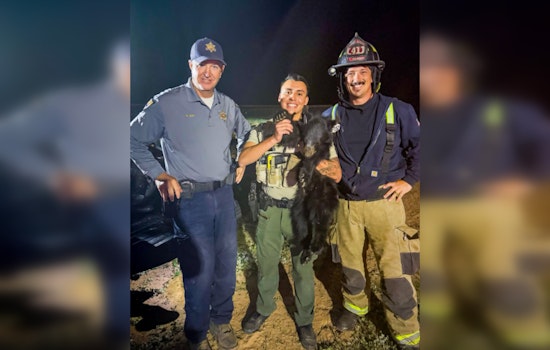 San Tan Valley Breathes Sigh of Relief as 'Ted' the Bear Cub Safely Rescued from Palm Tree