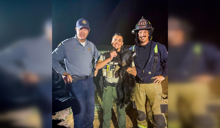 San Tan Valley Breathes Sigh of Relief as 'Ted' the Bear Cub Safely Rescued from Palm Tree