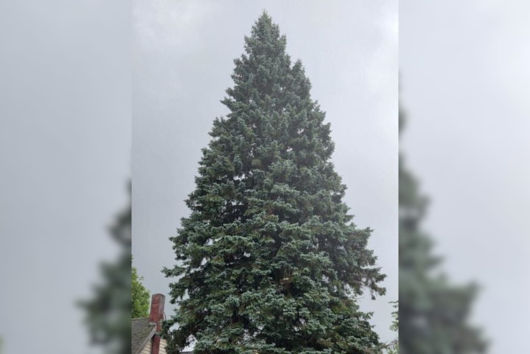 Sault Ste. Marie's Grand Spruce Selected as Michigan's 2025 State Christmas Tree, Honoring Local Family Legacy