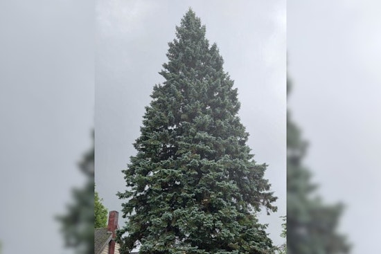 Sault Ste. Marie's Grand Spruce Selected as Michigan's 2025 State Christmas Tree, Honoring Local Family Legacy
