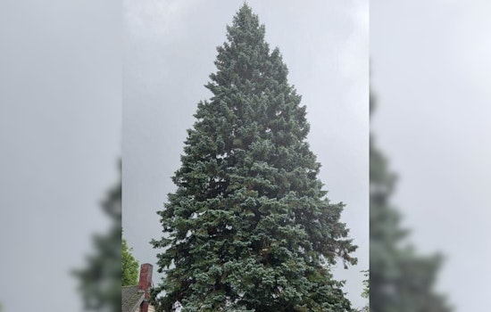 Sault Ste. Marie's Grand Spruce Selected as Michigan's 2025 State Christmas Tree, Honoring Local Family Legacy