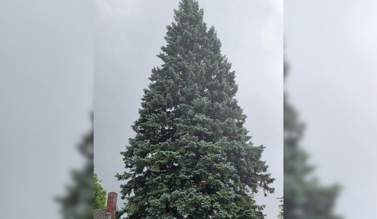 Sault Ste. Marie's Grand Spruce Selected as Michigan's 2025 State Christmas Tree, Honoring Local Family Legacy