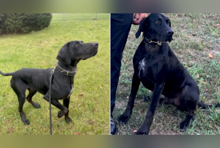 Search Intensifies for Missing Kent County Sheriff's K-9 in Manistee National Forest