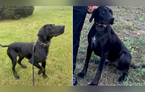 Search Intensifies for Missing Kent County Sheriff's K-9 in Manistee National Forest