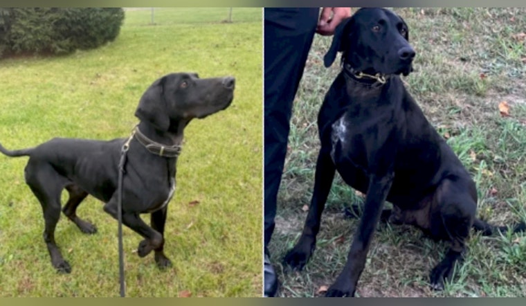Search Intensifies for Missing Kent County Sheriff's K-9 in Manistee National Forest