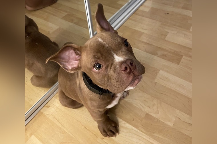 Seattle Police Enlist Public's Help to Locate Stolen Dog as Repeat Offender Is Charged with Pet Theft