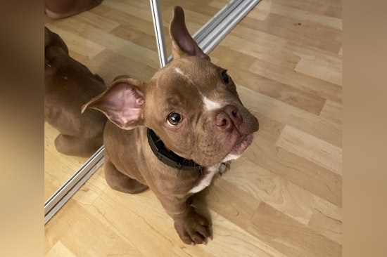 Seattle Police Enlist Public's Help to Locate Stolen Dog as Repeat Offender Is Charged with Pet Theft