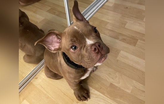 Seattle Police Enlist Public's Help to Locate Stolen Dog as Repeat Offender Is Charged with Pet Theft