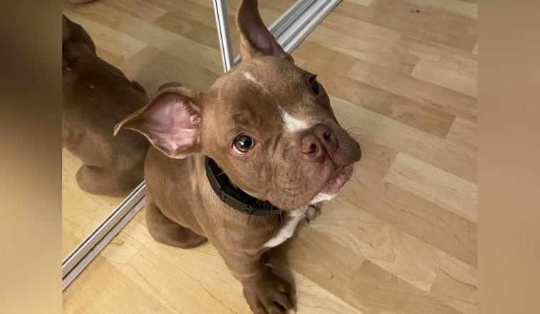 Seattle Police Enlist Public's Help to Locate Stolen Dog as Repeat Offender Is Charged with Pet Theft