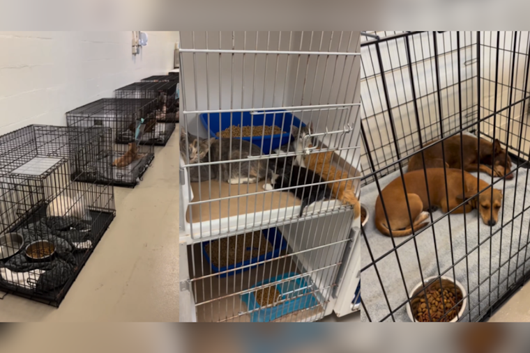 Seminole County Animal Shelter in Dire Need amid Overcrowding Crisis, Adoptions Fees Waived