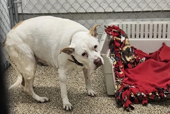 Senior Terrier Mix Found in Mankato Awaits Reunion with Family