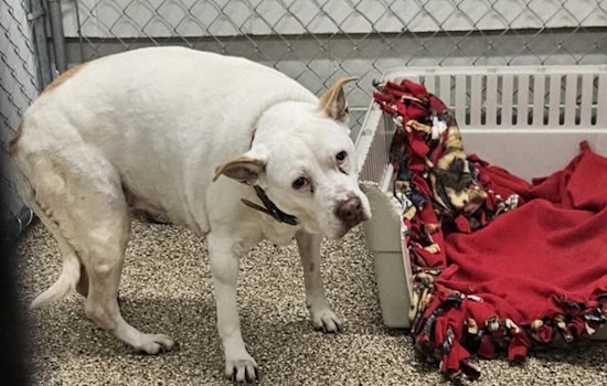 Senior Terrier Mix Found in Mankato Awaits Reunion with Family