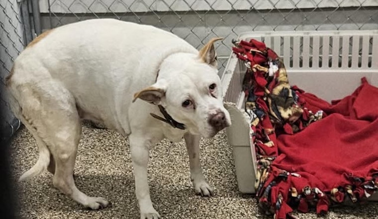 Senior Terrier Mix Found in Mankato Awaits Reunion with Family