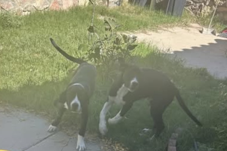 Socorro, Texas, Local Government Seeks Owners for Found Dogs Near Canal Area