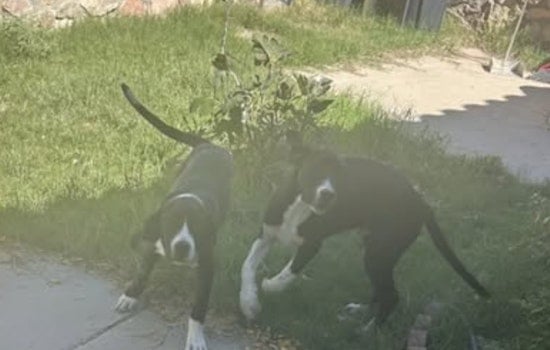 Socorro, Texas, Local Government Seeks Owners for Found Dogs Near Canal Area