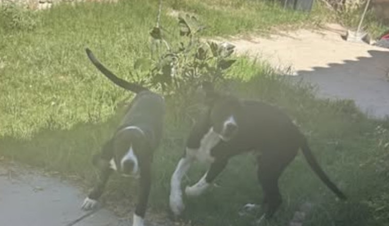 Socorro, Texas, Local Government Seeks Owners for Found Dogs Near Canal Area