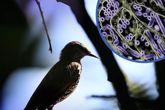 Sonoma County Farms Decimated by Avian Flu, Over 290,000 Birds Culled Near Petaluma