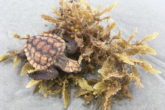 St. Augustine Beach Alert as Help Is Sought for Stranded Washback Sea Turtles Amid Fall Storms