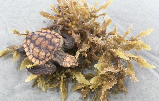 St. Augustine Beach Alert as Help Is Sought for Stranded Washback Sea Turtles Amid Fall Storms