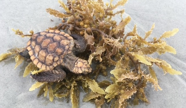 St. Augustine Beach Alert as Help Is Sought for Stranded Washback Sea Turtles Amid Fall Storms