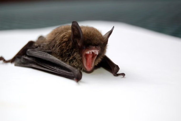 St. Clair County Resident Under Medical Care After Rabid Bat Encounter in Southeast Michigan