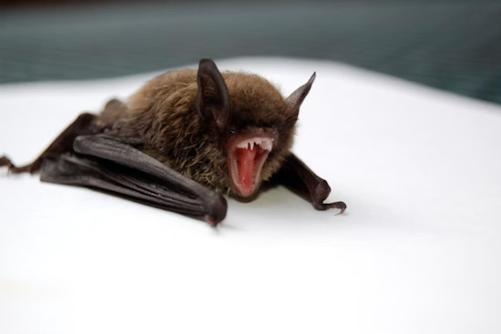 St. Clair County Resident Under Medical Care After Rabid Bat Encounter in Southeast Michigan