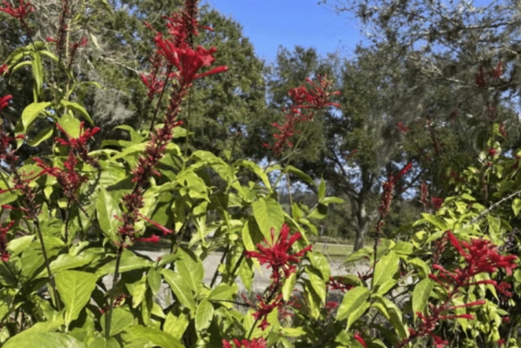 St. Johns County Agricultural Center to Host Fall Plant Fundraiser this Weekend