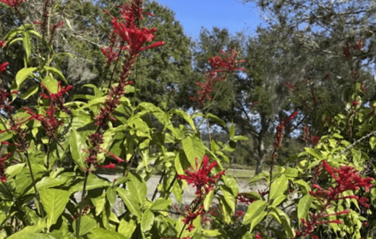 St. Johns County Agricultural Center to Host Fall Plant Fundraiser this Weekend