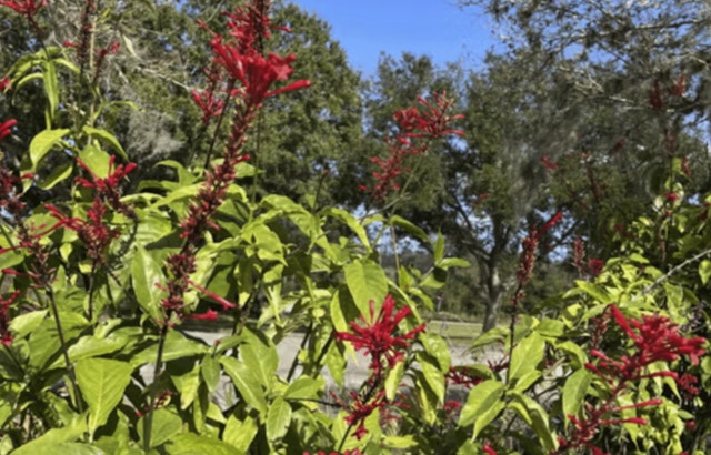 St. Johns County Agricultural Center to Host Fall Plant Fundraiser this Weekend
