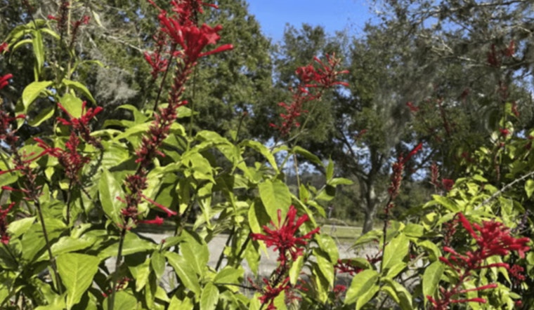 St. Johns County Agricultural Center to Host Fall Plant Fundraiser this Weekend