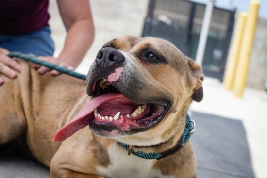 St. Louis County Pet Adoption Fee Hike Spurs Urgent Call for Adoptions to Mitigate Shelter Overcrowding