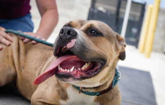 St. Louis County Pet Adoption Fee Hike Spurs Urgent Call for Adoptions to Mitigate Shelter Overcrowding