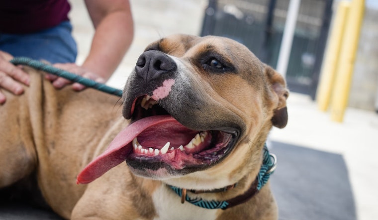 St. Louis County Pet Adoption Fee Hike Spurs Urgent Call for Adoptions to Mitigate Shelter Overcrowding